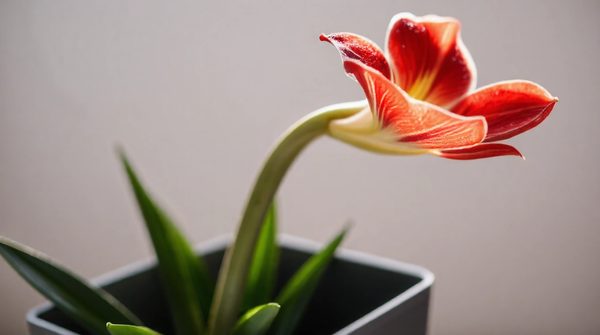 Amaryllis de prestige : 10 conseils pour une floraison éblouissante